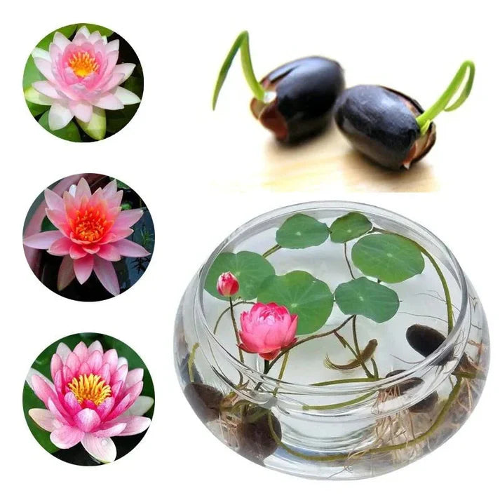 Premium Bonsai Lotus Seeds - Grow Your Own Symbol of Peace & Eternity