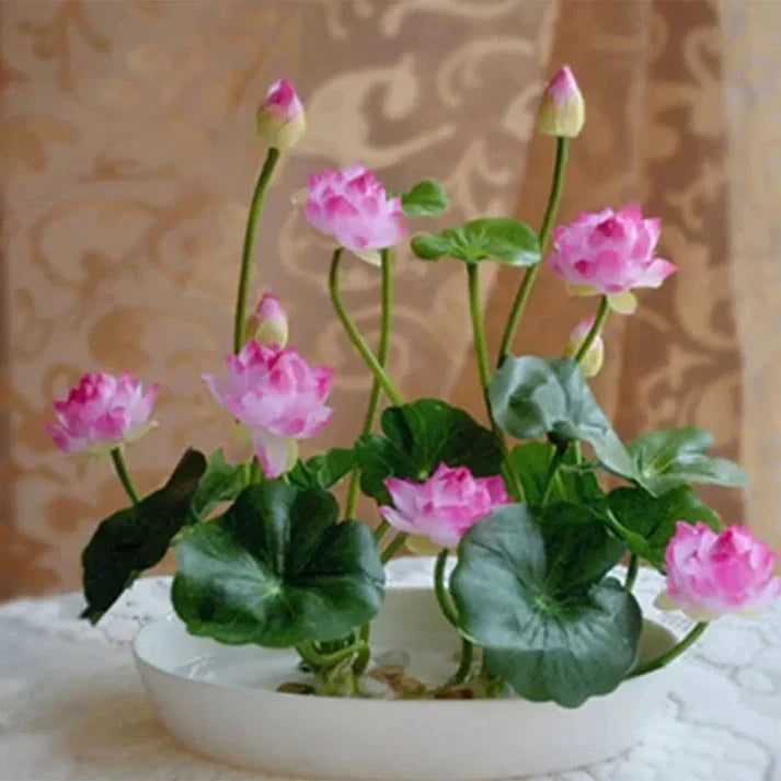 Premium Bonsai Lotus Seeds - Grow Your Own Symbol of Peace & Eternity