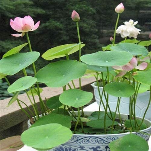 Premium Bonsai Lotus Seeds - Grow Your Own Symbol of Peace & Eternity