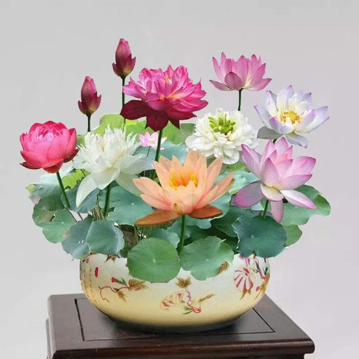 Premium Bonsai Lotus Seeds - Grow Your Own Symbol of Peace & Eternity