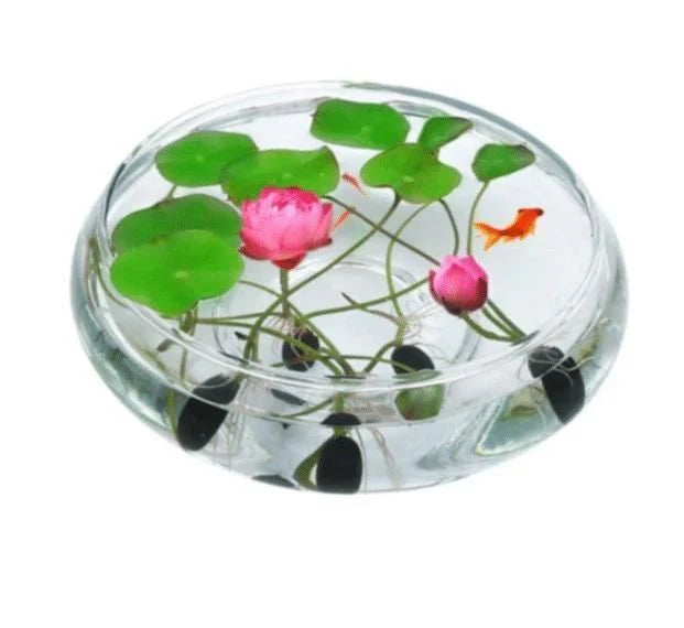 Premium Bonsai Lotus Seeds - Grow Your Own Symbol of Peace & Eternity