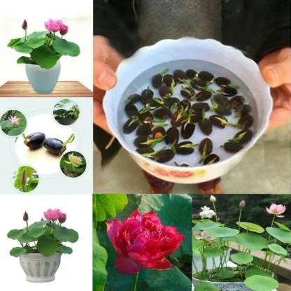 Premium Bonsai Lotus Seeds - Grow Your Own Symbol of Peace & Eternity